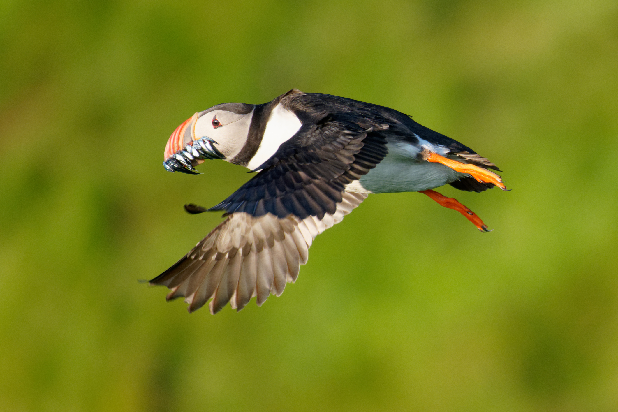 Puffin flying with fish in beak