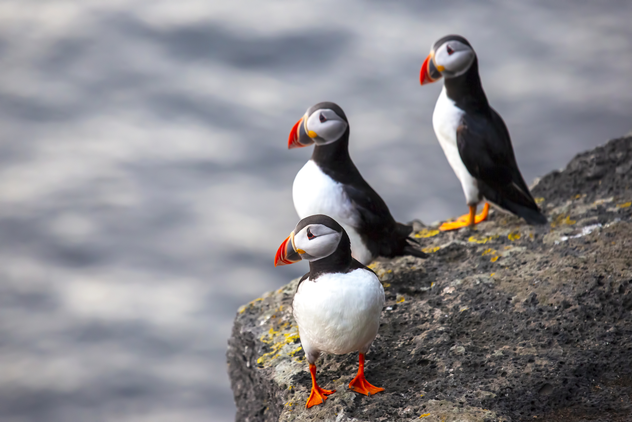 Three puffin on rock