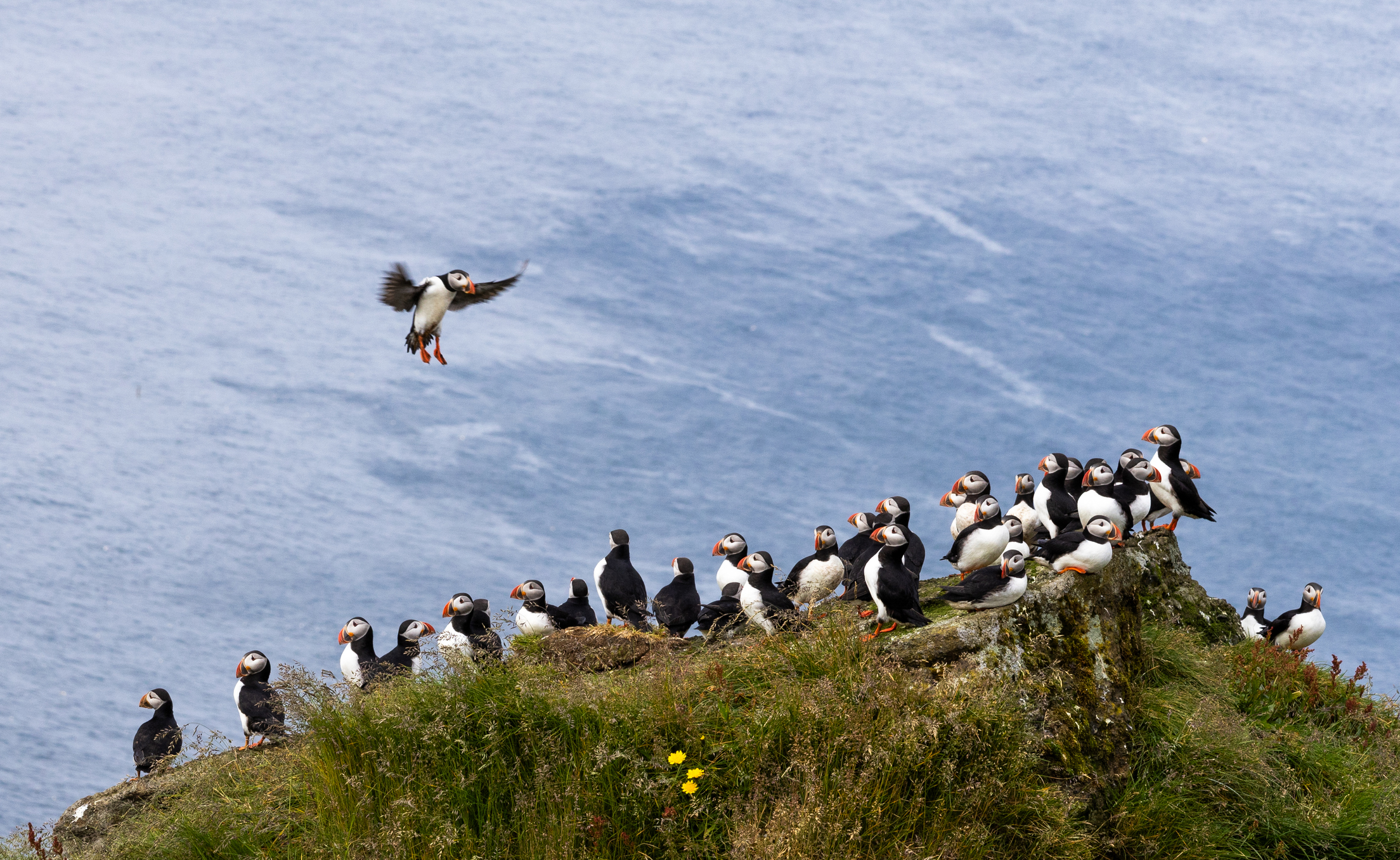 A group of puffins on a small rock