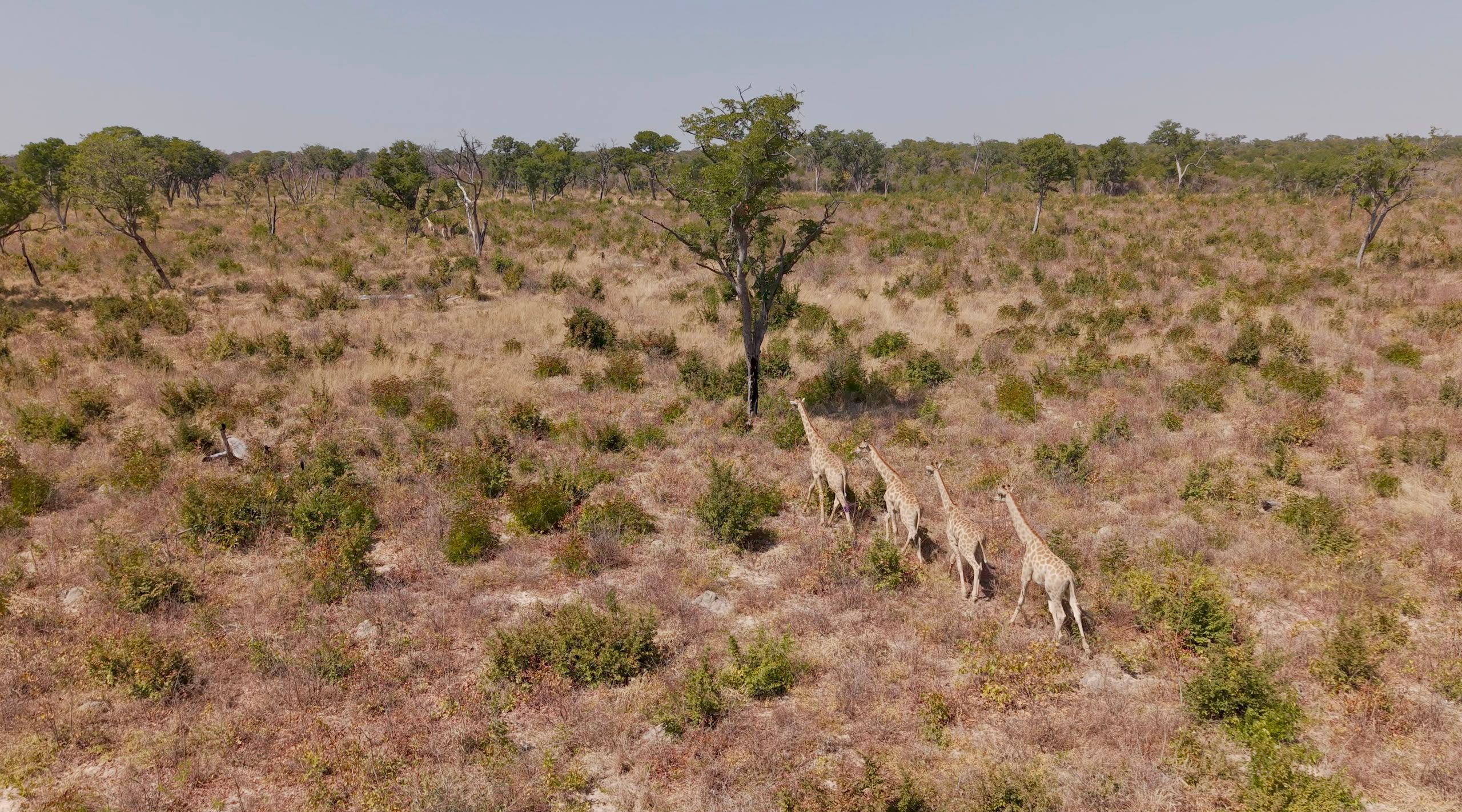 Four Angolan giraffe exploring Bicuar NP in Angola