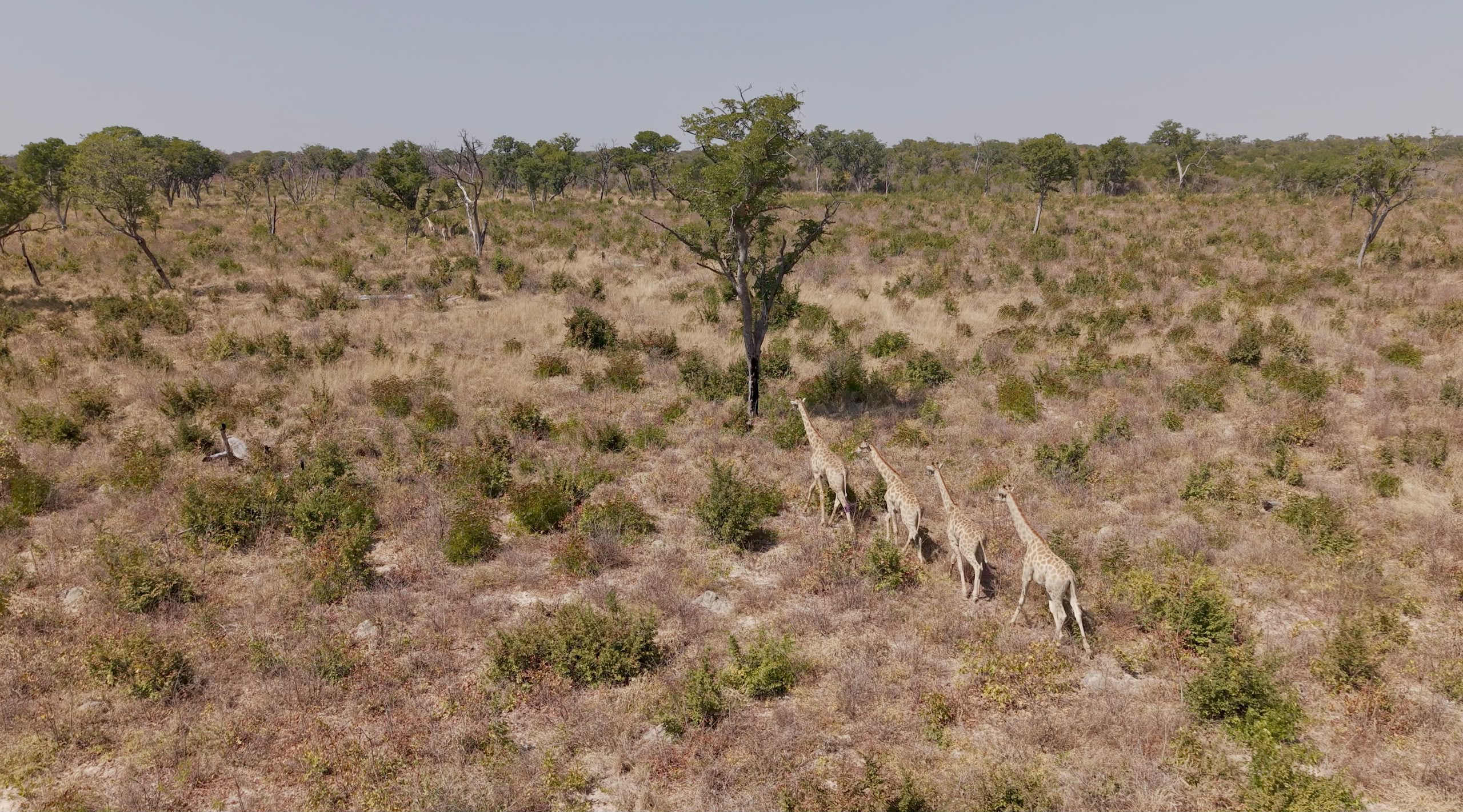 Four Angolan giraffe exploring Bicuar NP in Angola