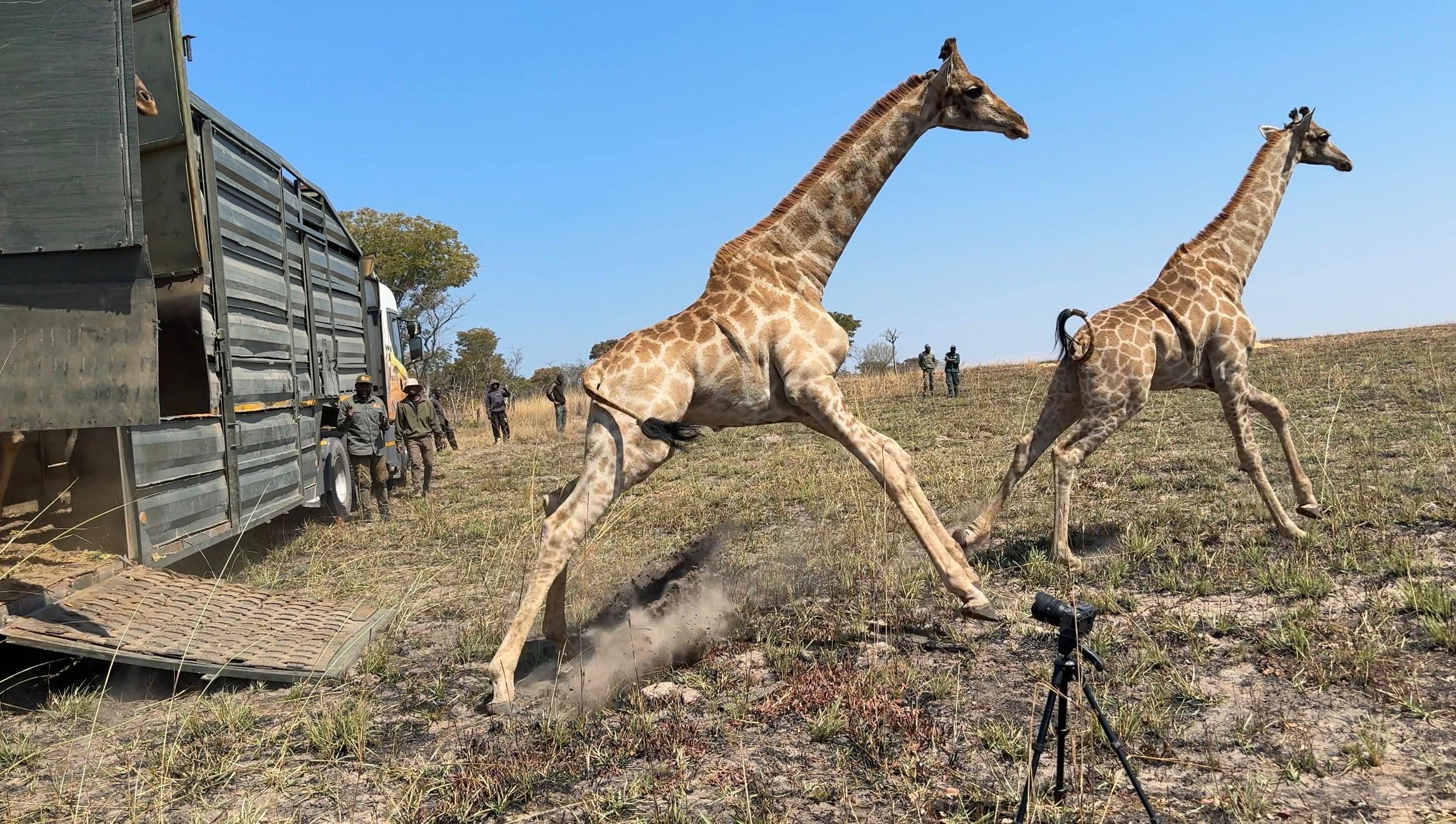 Angolan giraffe release in Bicuar