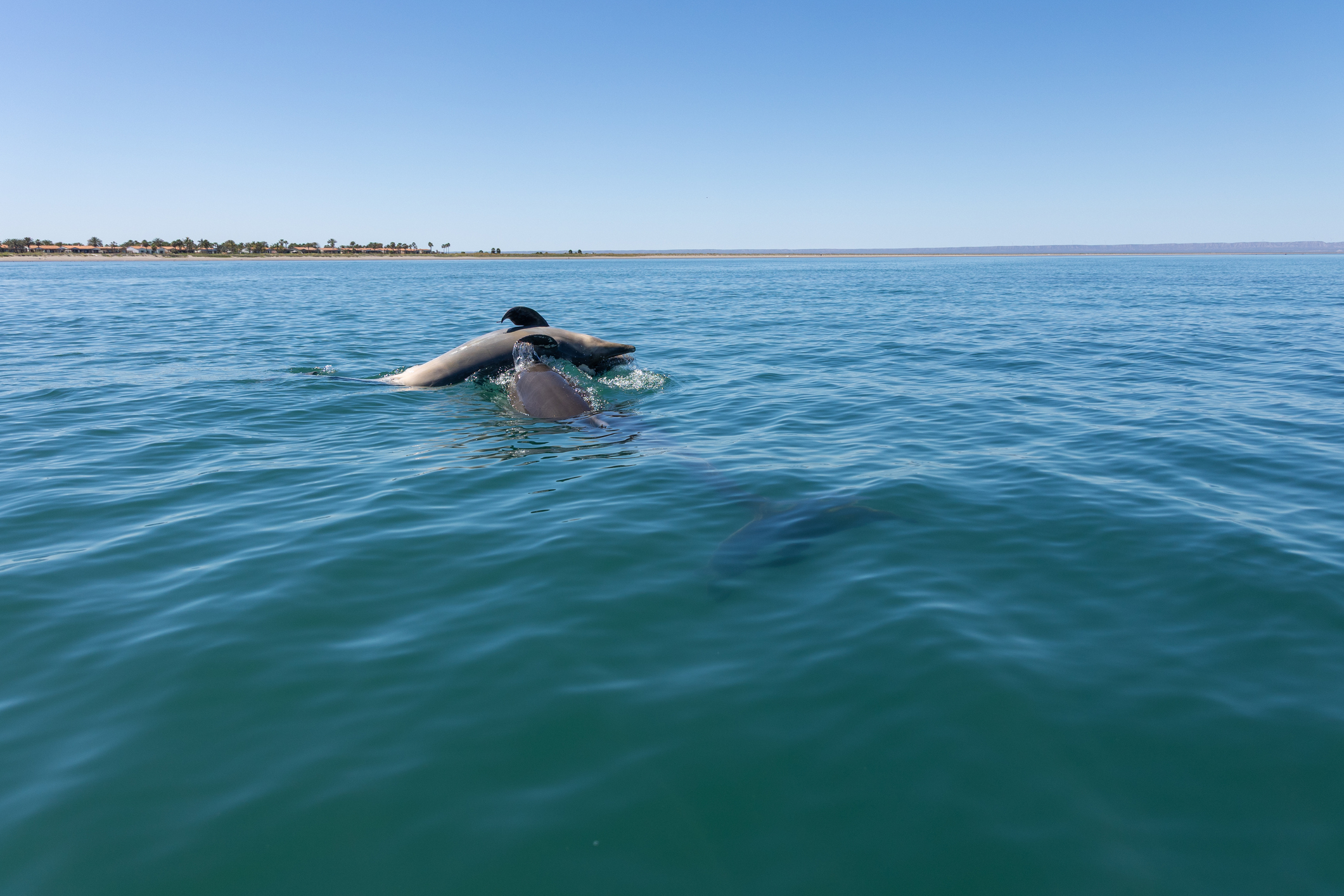 Dolphin pushing dead dolphin in sea