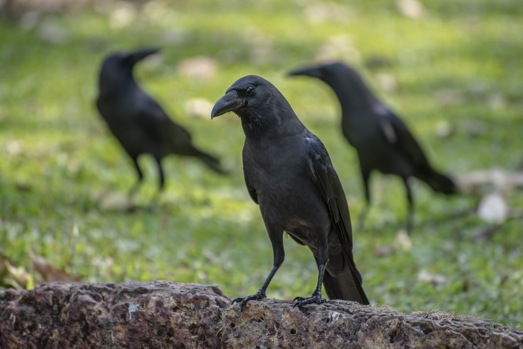 Crows gather in a public park.