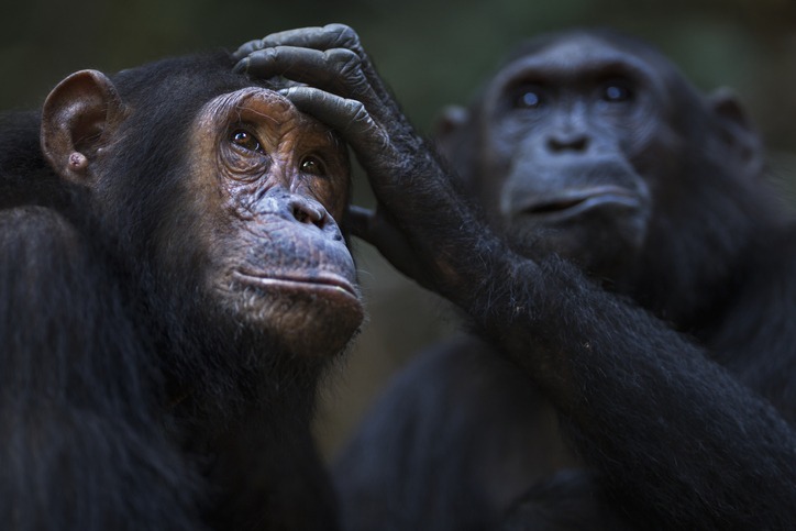Female chimps grooming and socialising