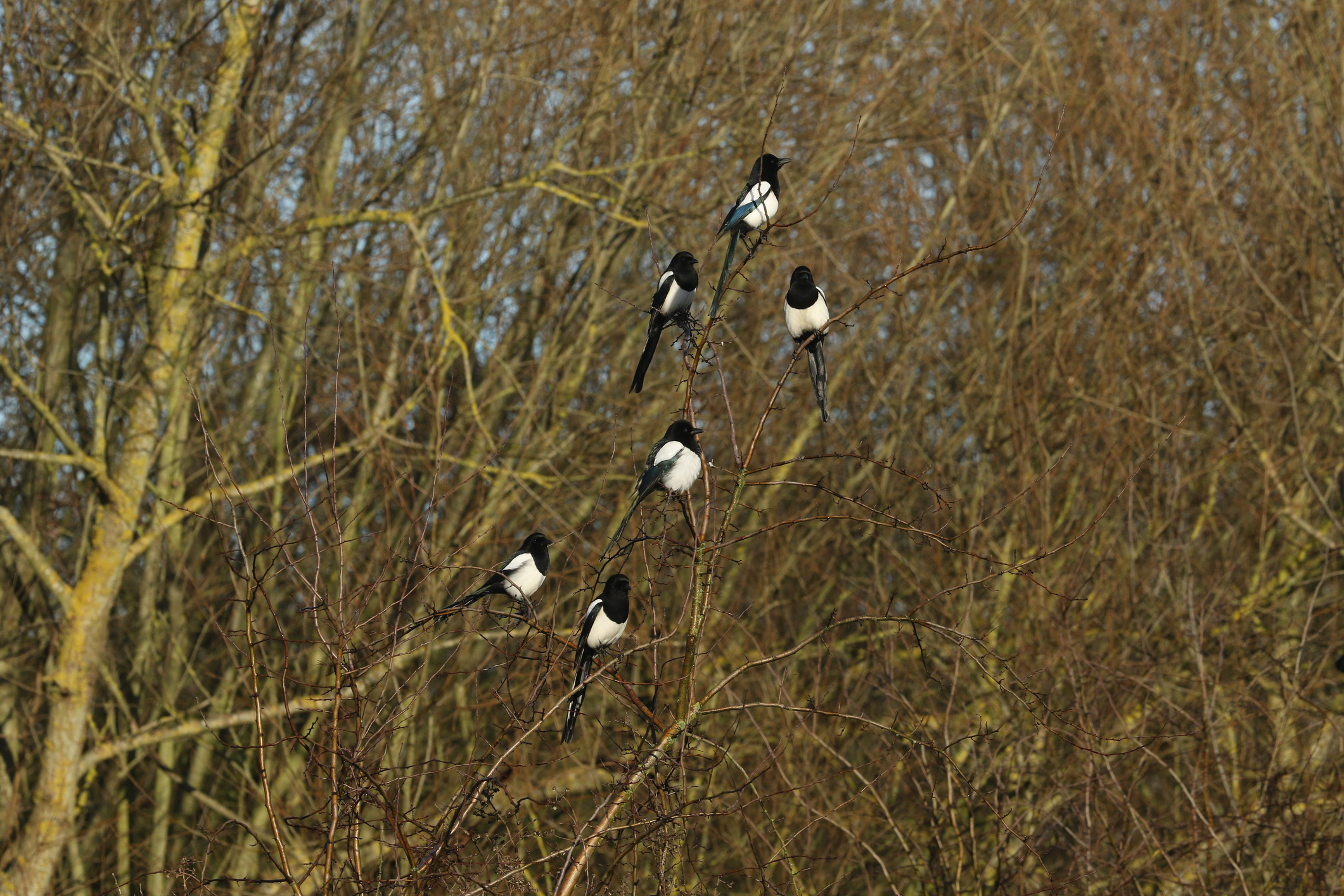 A small group of magpies in a hawthorn tree. © Sandra Standbridge/Getty