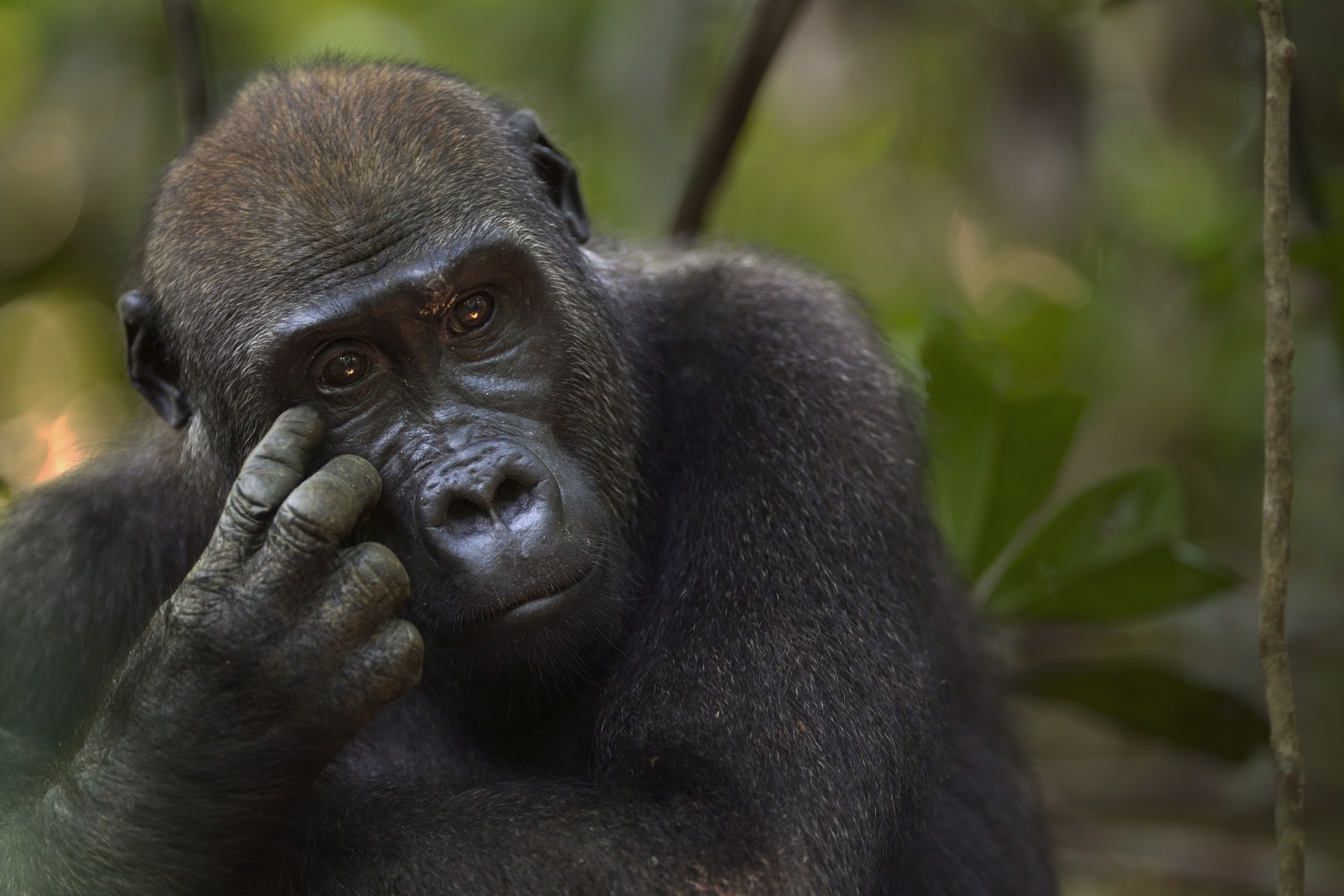 Western lowland gorilla juvenile female portrait