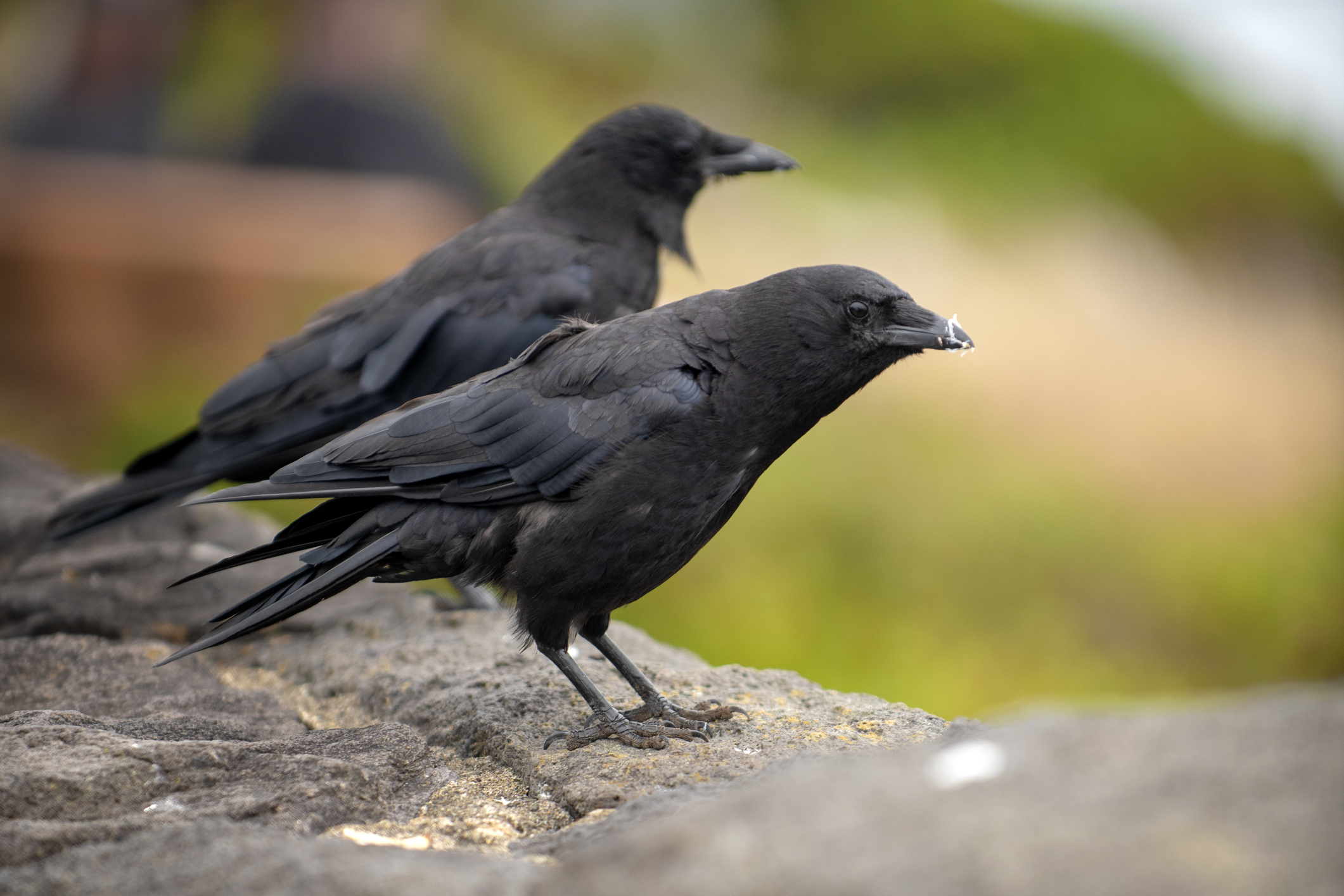 Two common ravens pose in a beach, Oregon