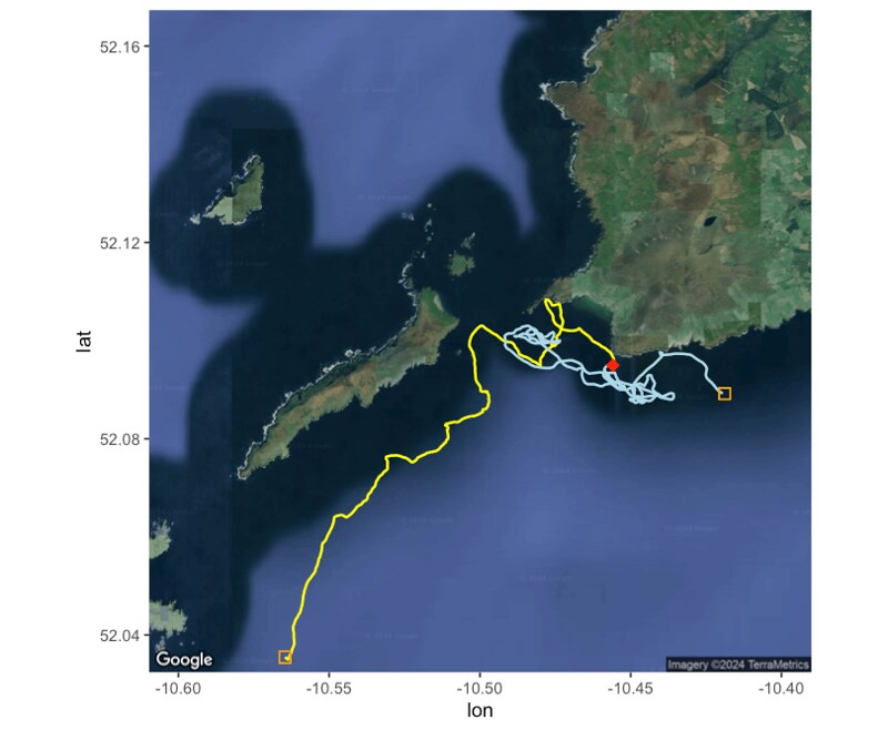 Basking shark boat strike