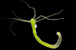 Hydra, light micrograph A hydra