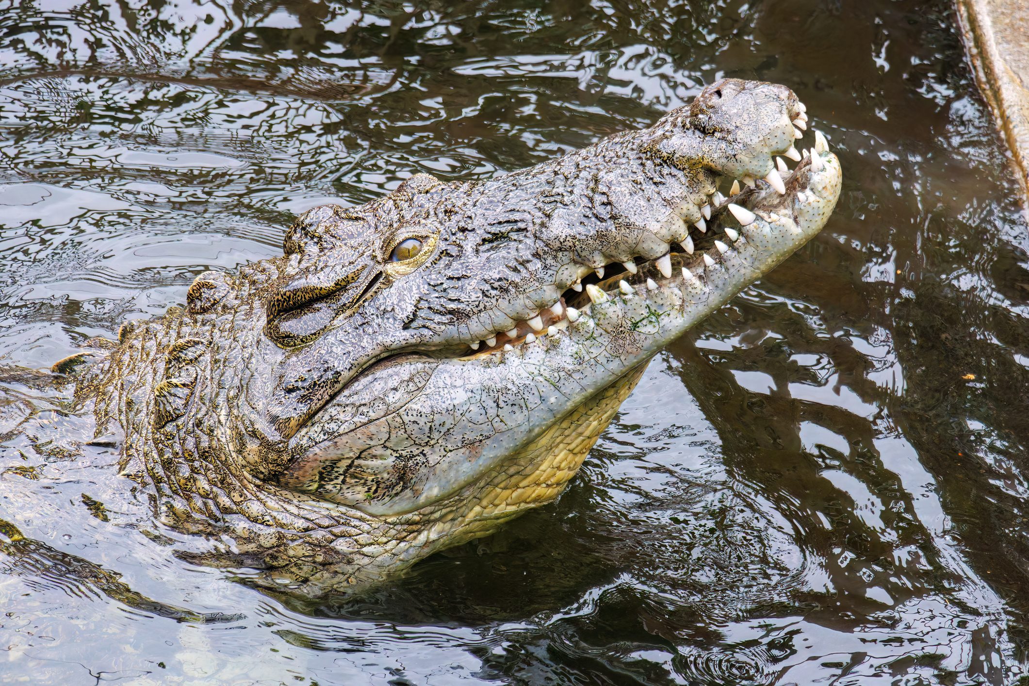 Saltwater crocodile