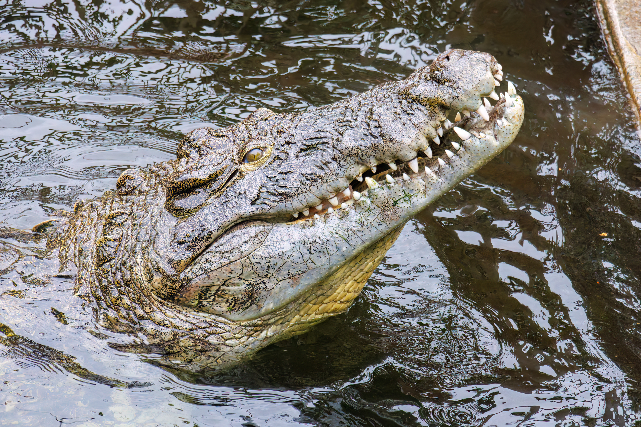 Saltwater crocodile