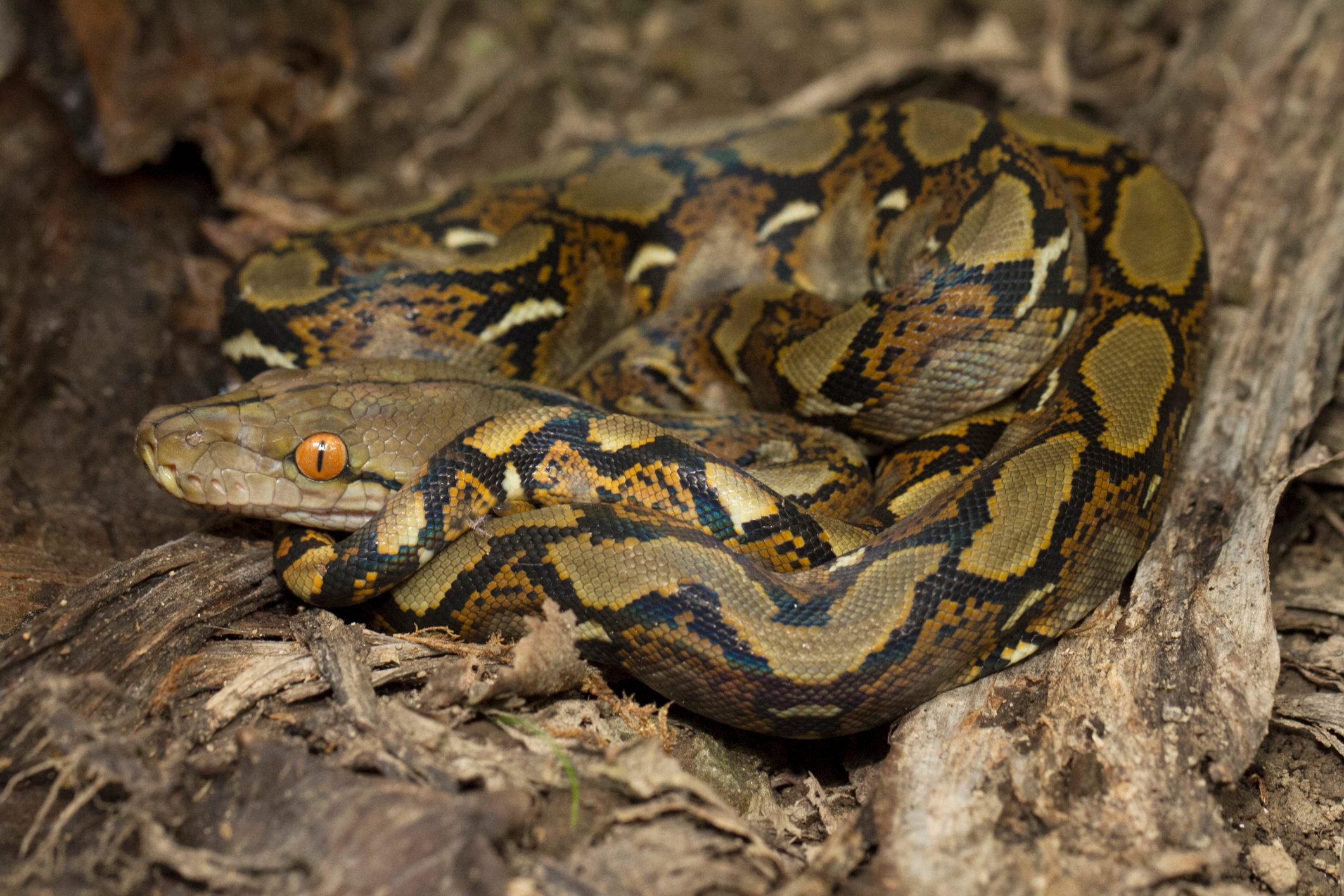 Reticulated python
