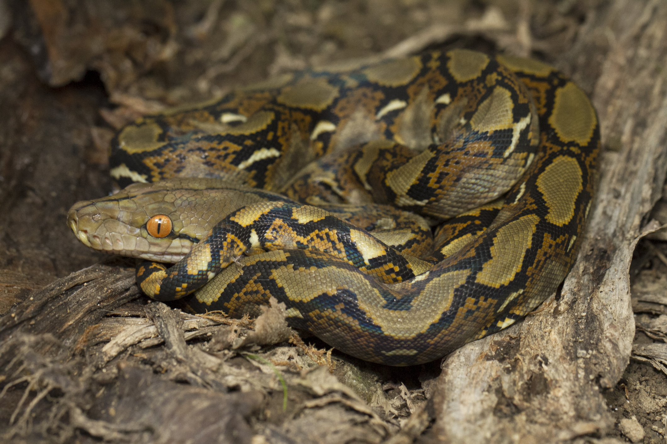 Reticulated python