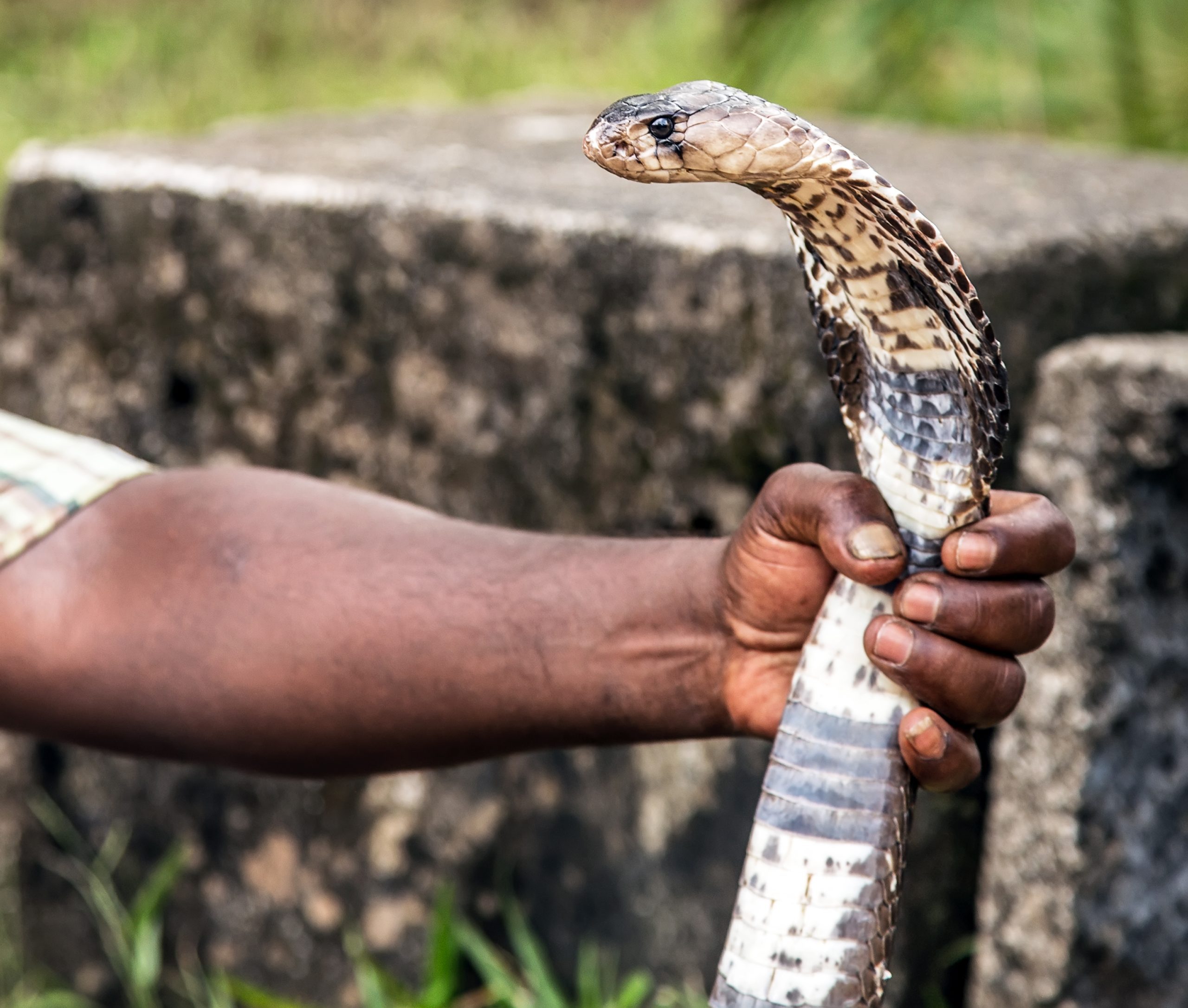 King cobra snake played by cobra charmers.