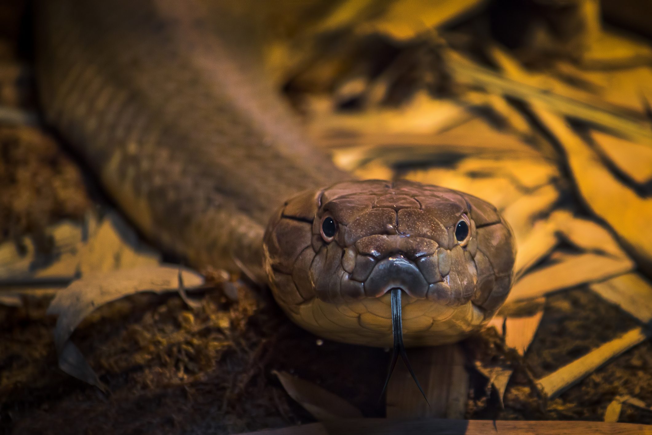 King cobra