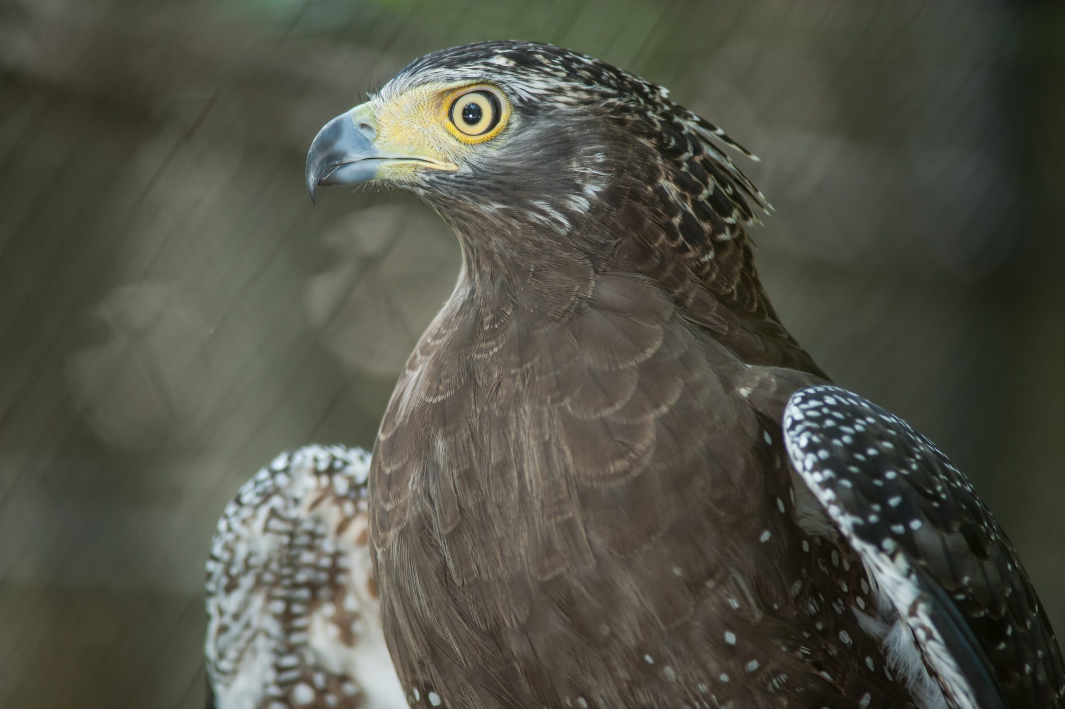 Crested serpent eagle 