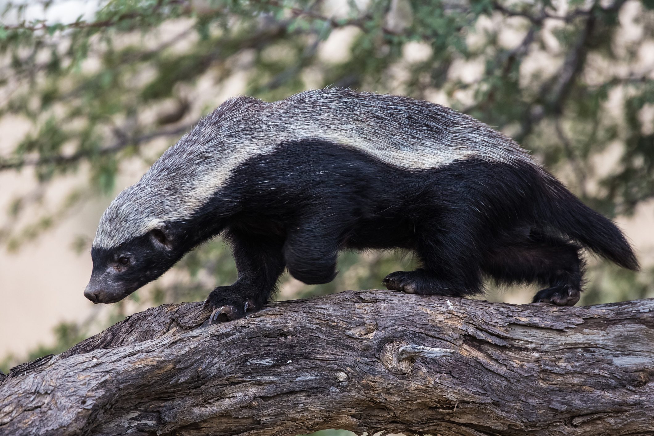 Honey badger