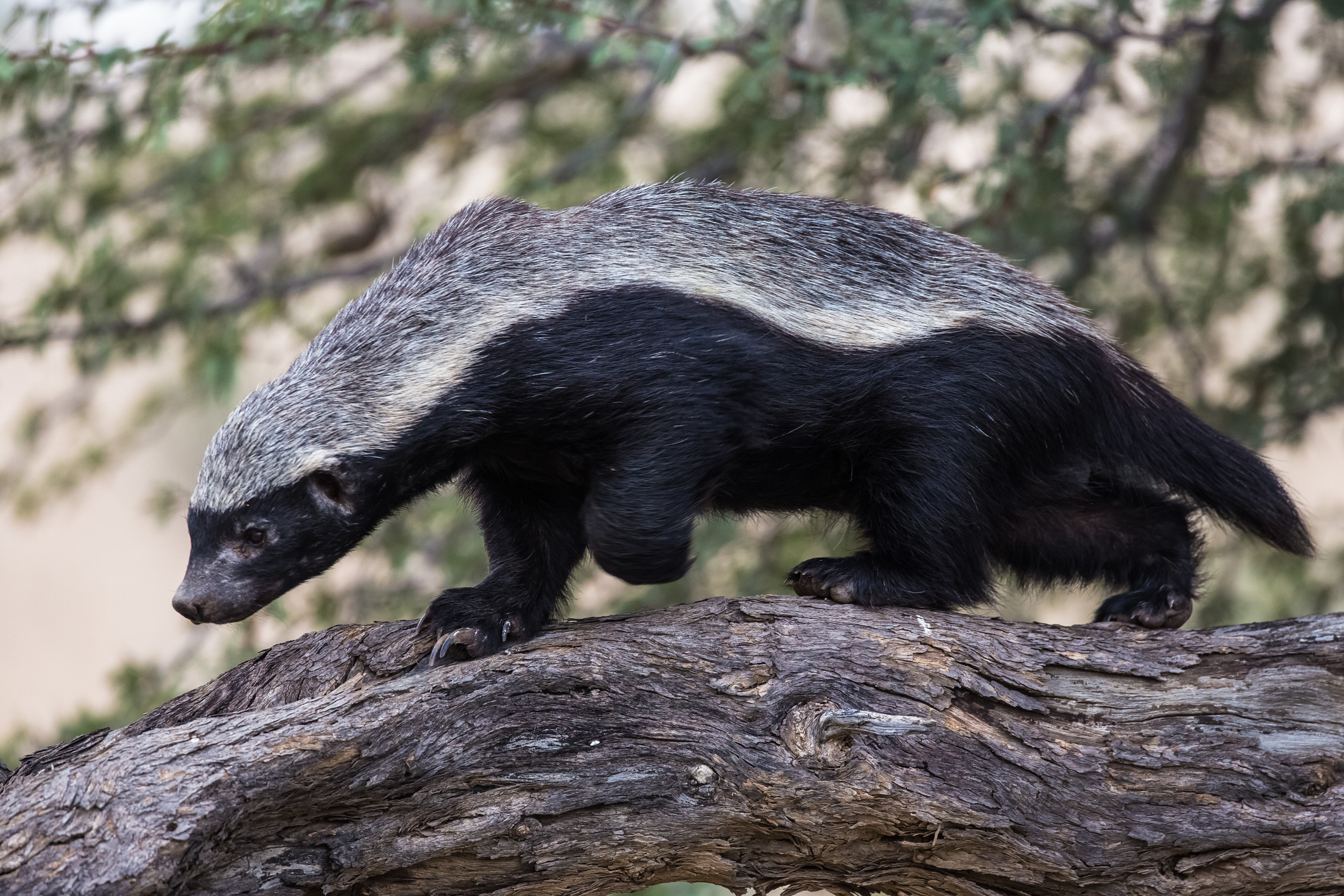 Honey badger