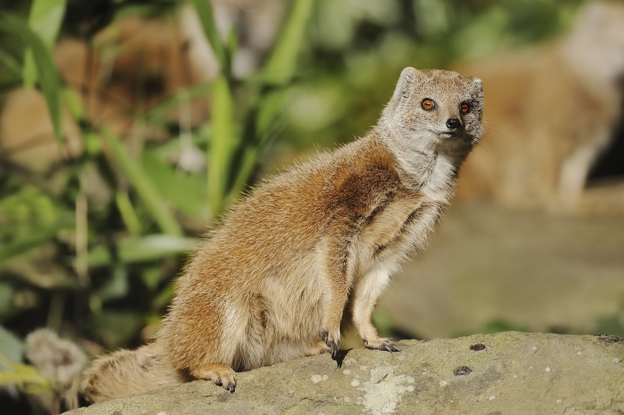 Yellow mongoose