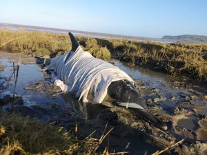 help a beached dolphin