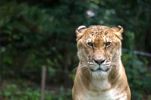 Liger Liger