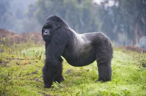 Mountain gorilla (Gorilla beringei beringei) silverback, Rwanda Mountain gorilla (Gorilla beringei beringei) silverback, Rwanda