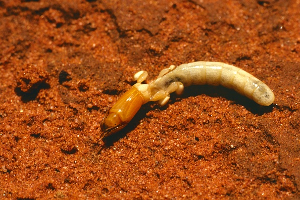 Sandgroper