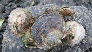 Native oyster cluster. © David Smyth Native oyster cluster. © David Smyth