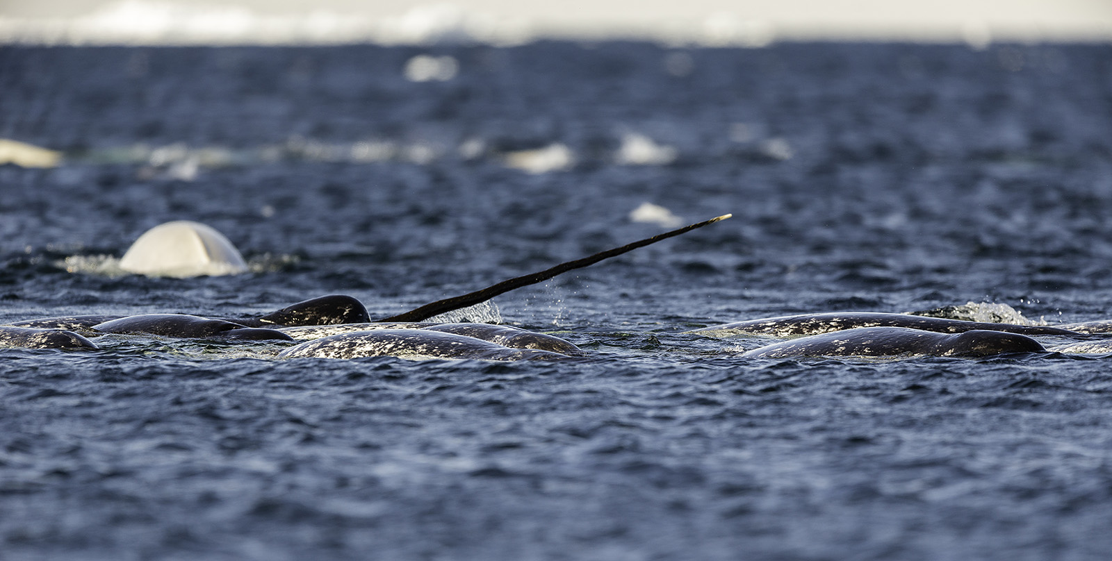 Pod of narwhals feeding on the surface