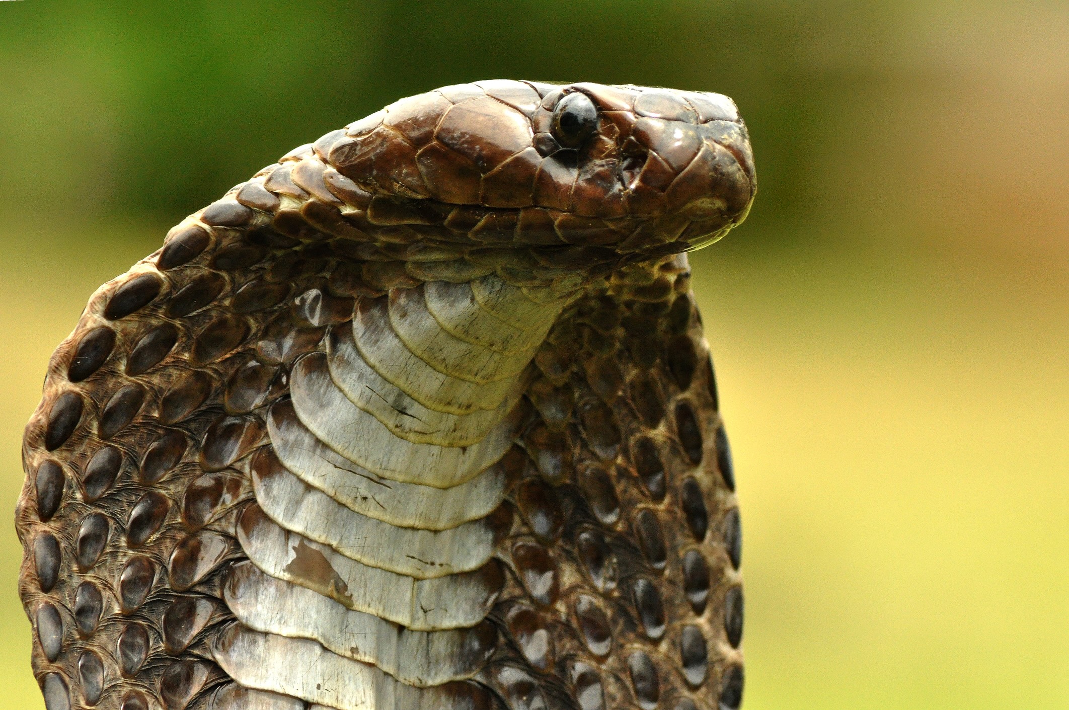 Indian cobra