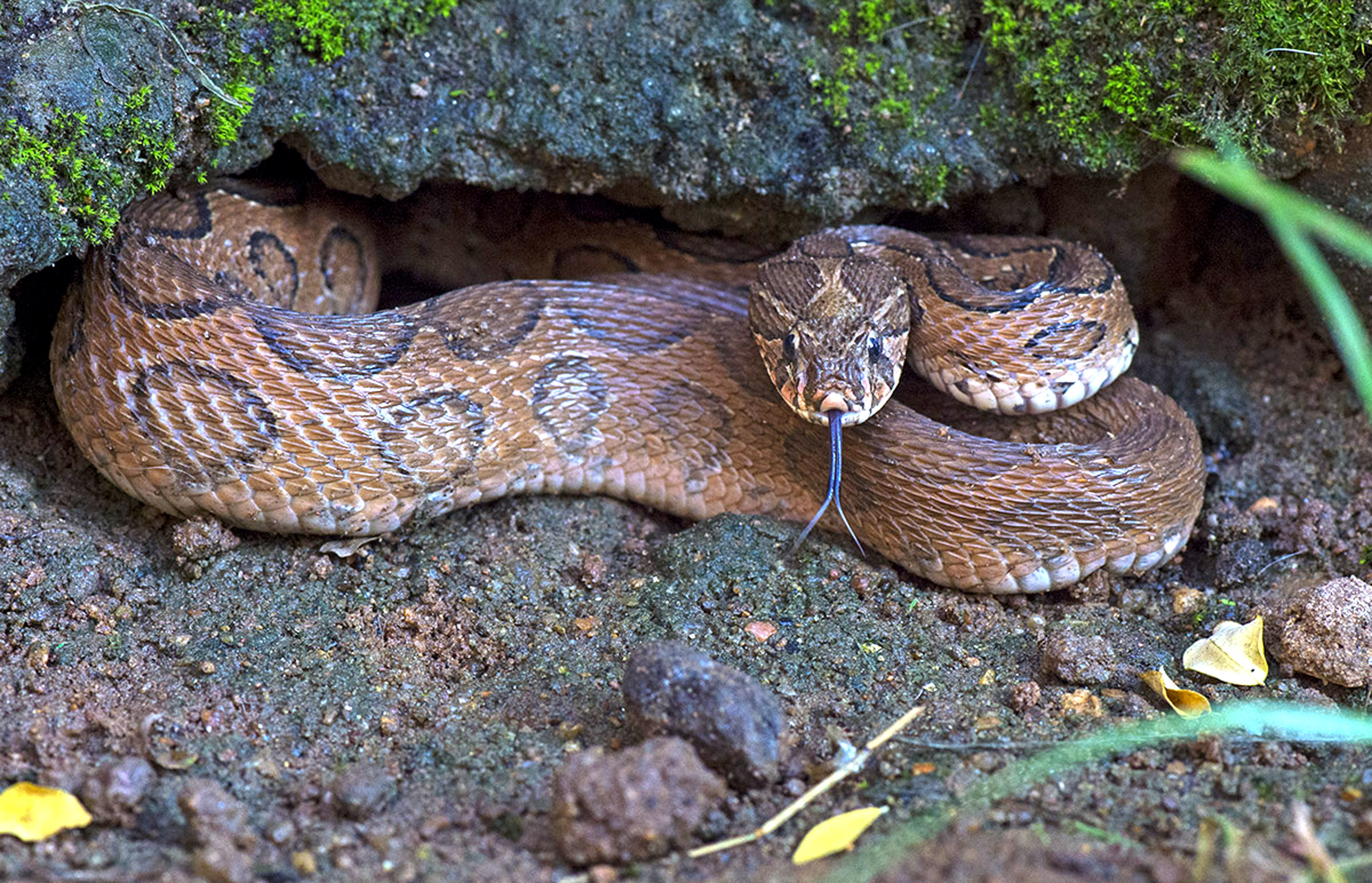Russell's viper (Daboia russelii)