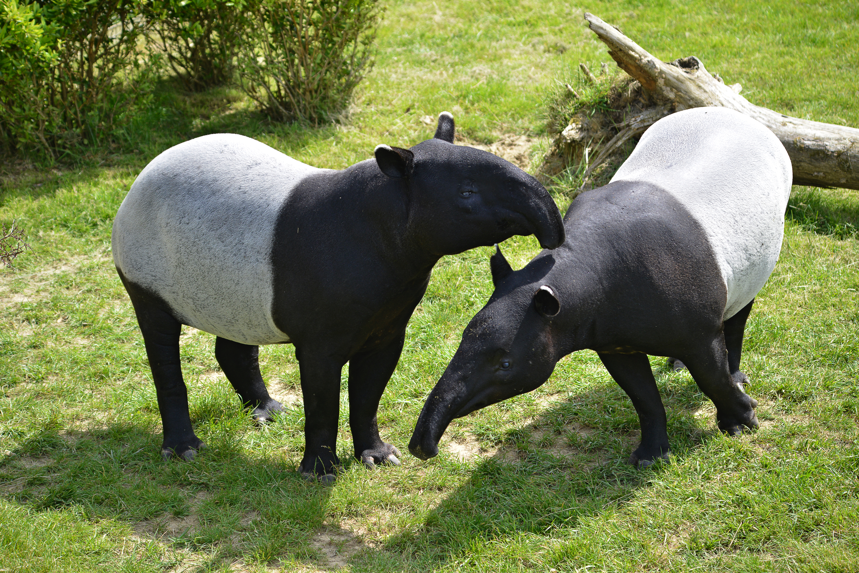 Two adult Malay tapirs (in captivity). © Musat/Getty Two adult Malay tapirs (in captivity). © Musat/Getty