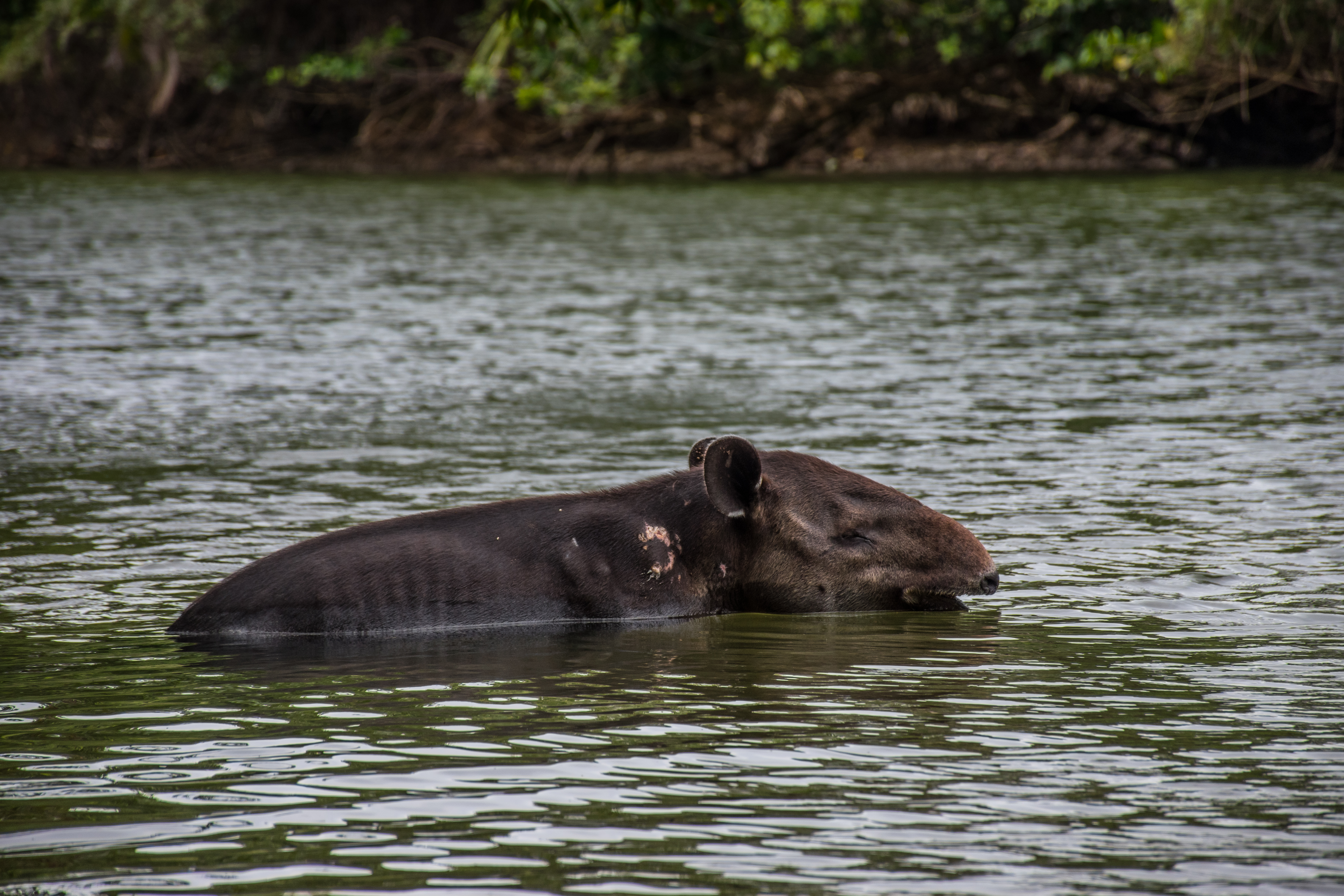 A Baird's tapir in Corcovado, Costa Rica. © David González Rebollo/Getty A Baird's tapir in Corcovado, Costa Rica. © David González Rebollo/Getty