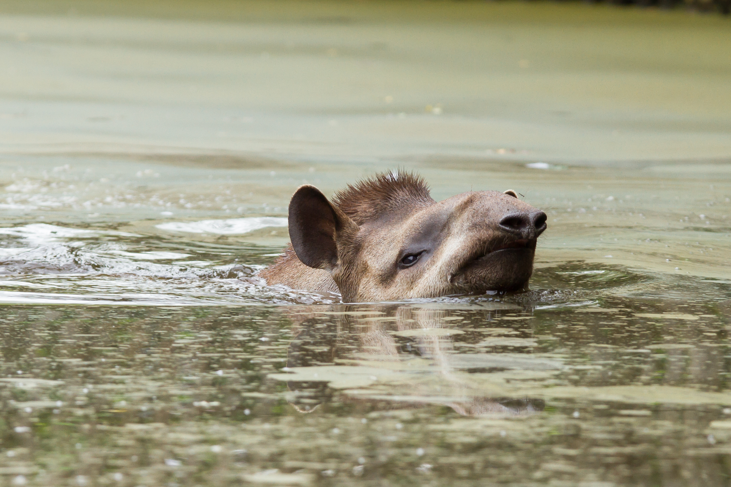 A lowland tapir in water. © Michaklootwijk/Getty