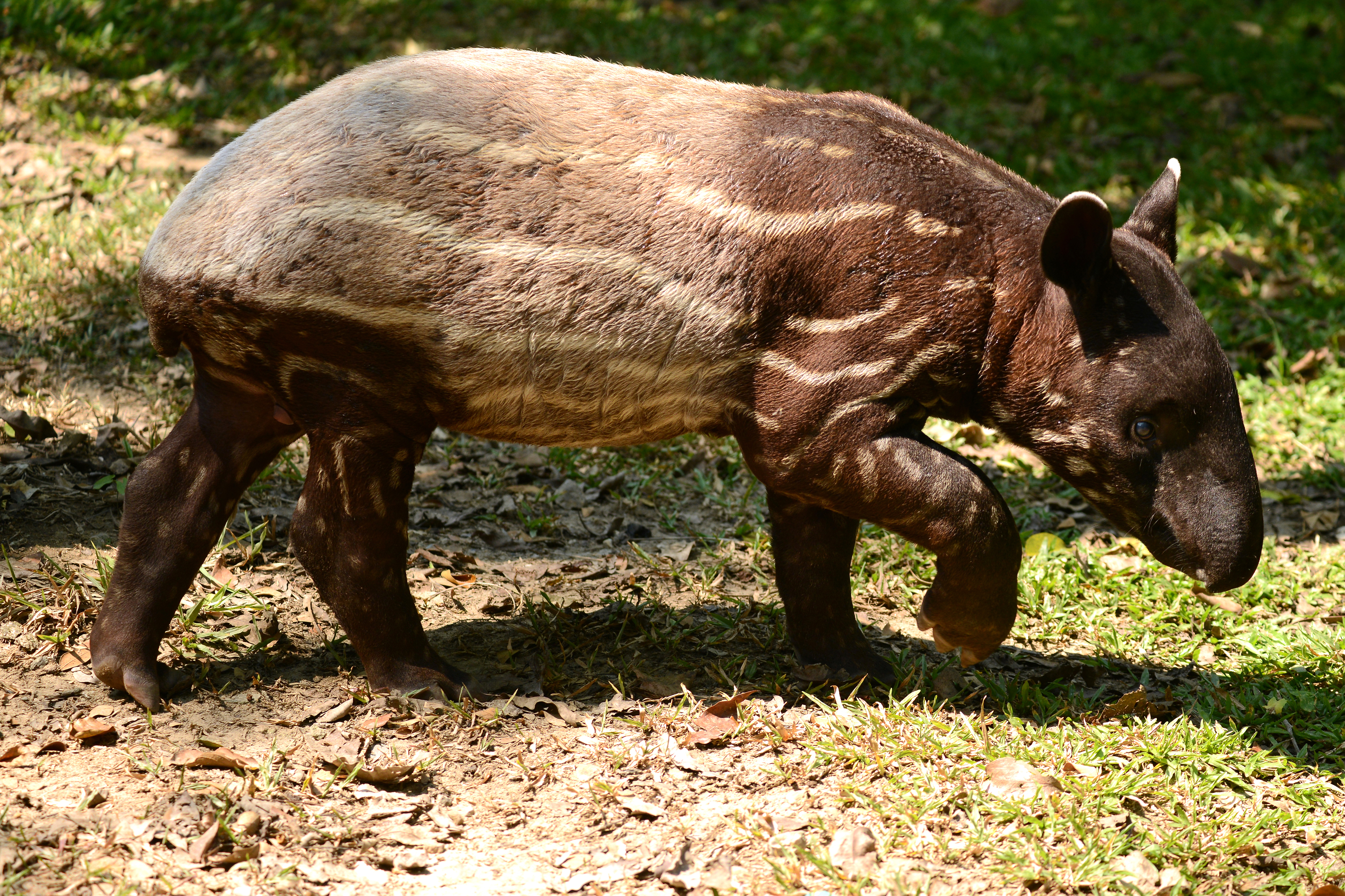 A young Malay tapir showing the fading stripes. © Dangdumrong/Getty A young Malay tapir showing the fading stripes. © Dangdumrong/Getty