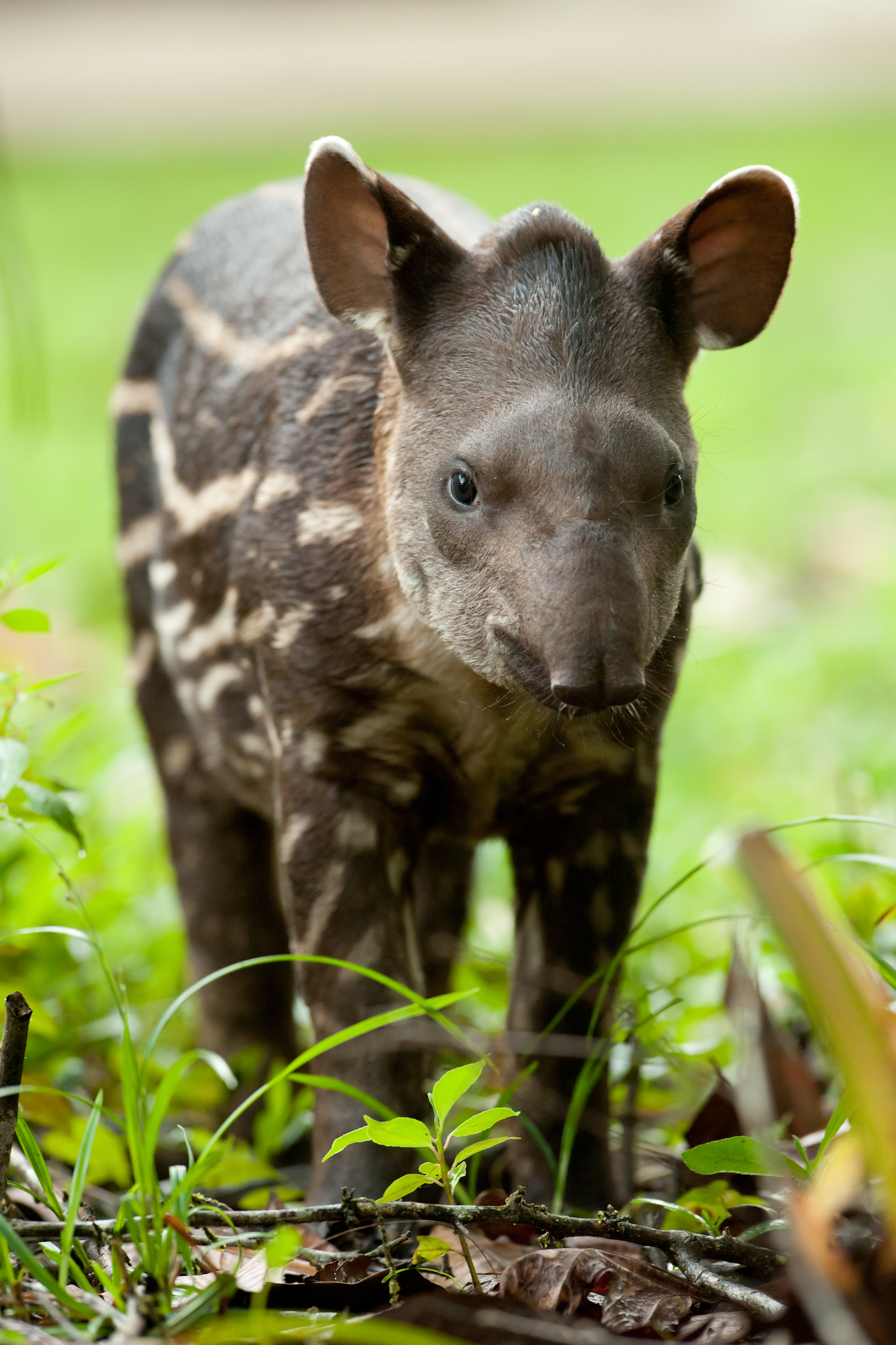A juvenile lowland tapir in the Ecuadorian Amazon rainforest. © Ben Queenborough/Getty A juvenile lowland tapir in the Ecuadorian Amazon rainforest. © Ben Queenborough/Getty