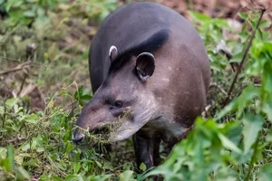 An adult lowland can tapir in Brazil, South America. © Michael Nolan/Getty An adult lowland can tapir in Brazil, South America. © Michael Nolan/Getty