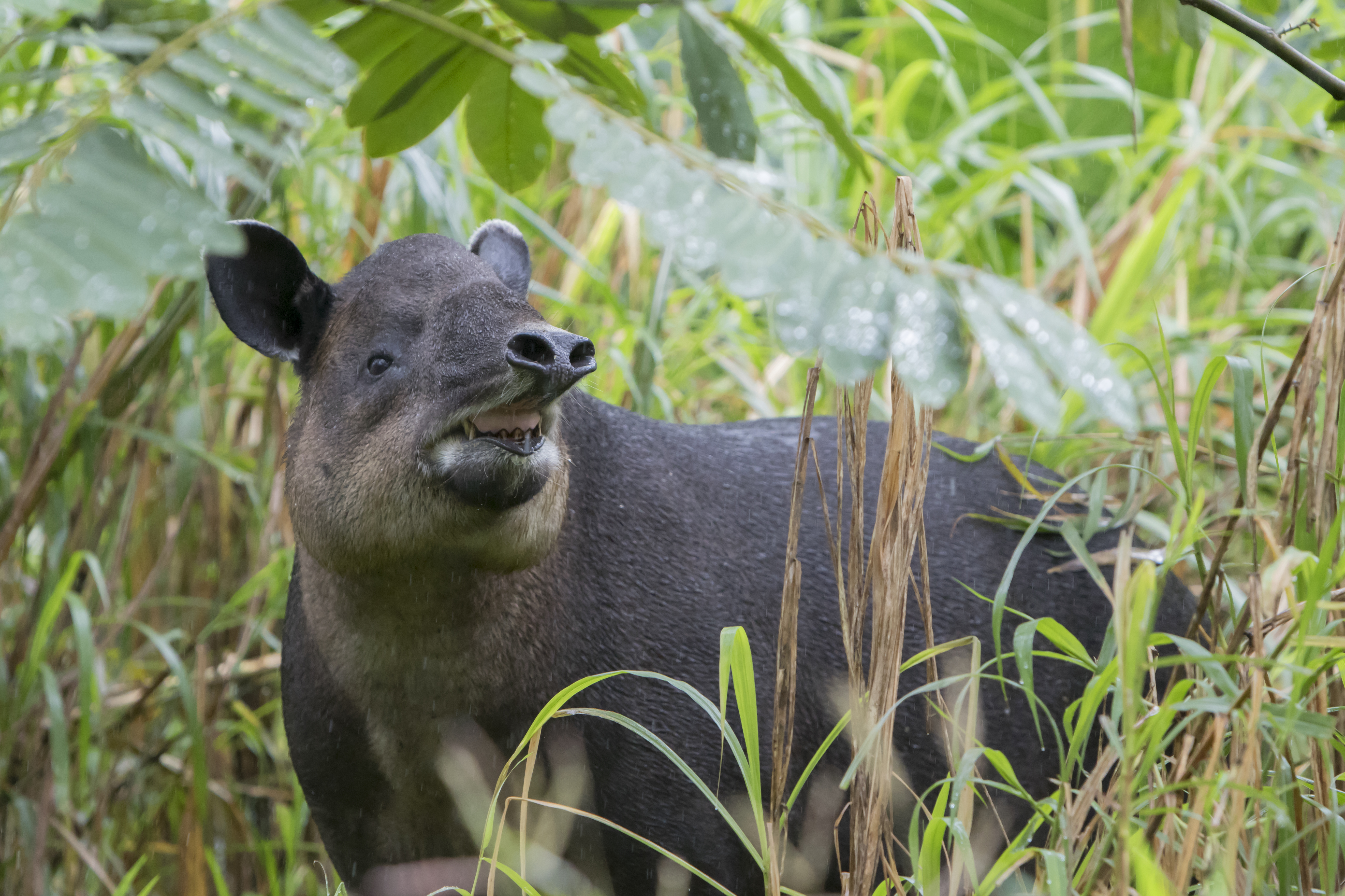 A Baird's tapir in Costa Rica. © Mark Kostich/Getty A Baird's tapir in Costa Rica. © Mark Kostich/Getty