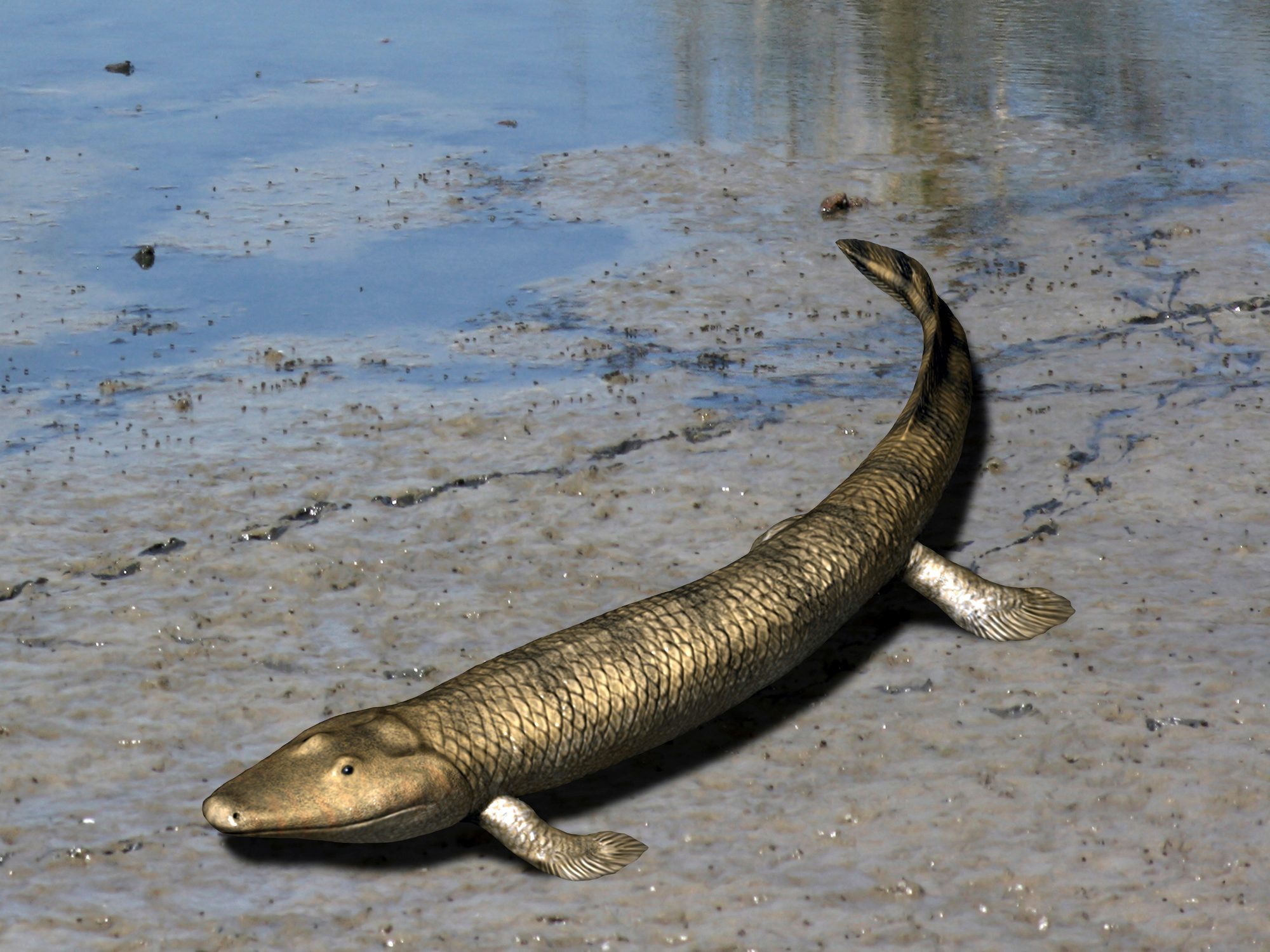 Tiktaalik roseae is an extinct lobe-finned fish from the Late Devonian of Canada.