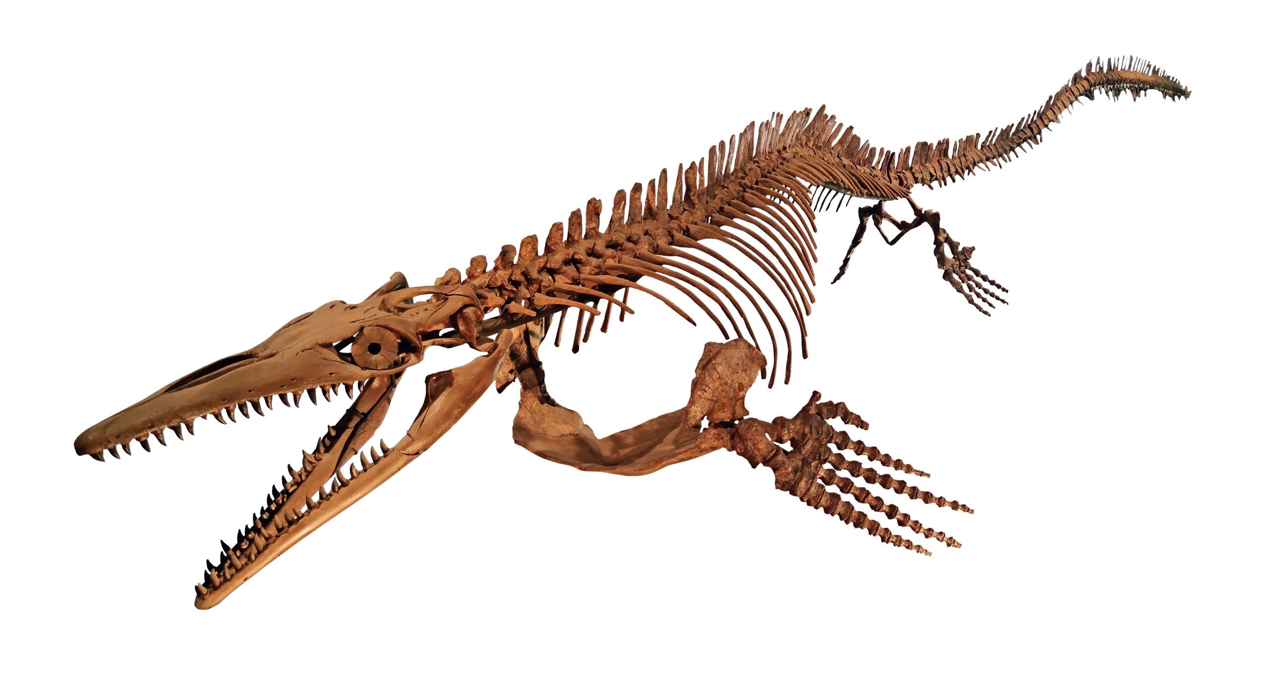 Skeleton of a prehistoric marine reptile Mosasaur fossil isolated on white background ancient aquatic dinosaur bones with sharp teeth jaws flippers and long tail