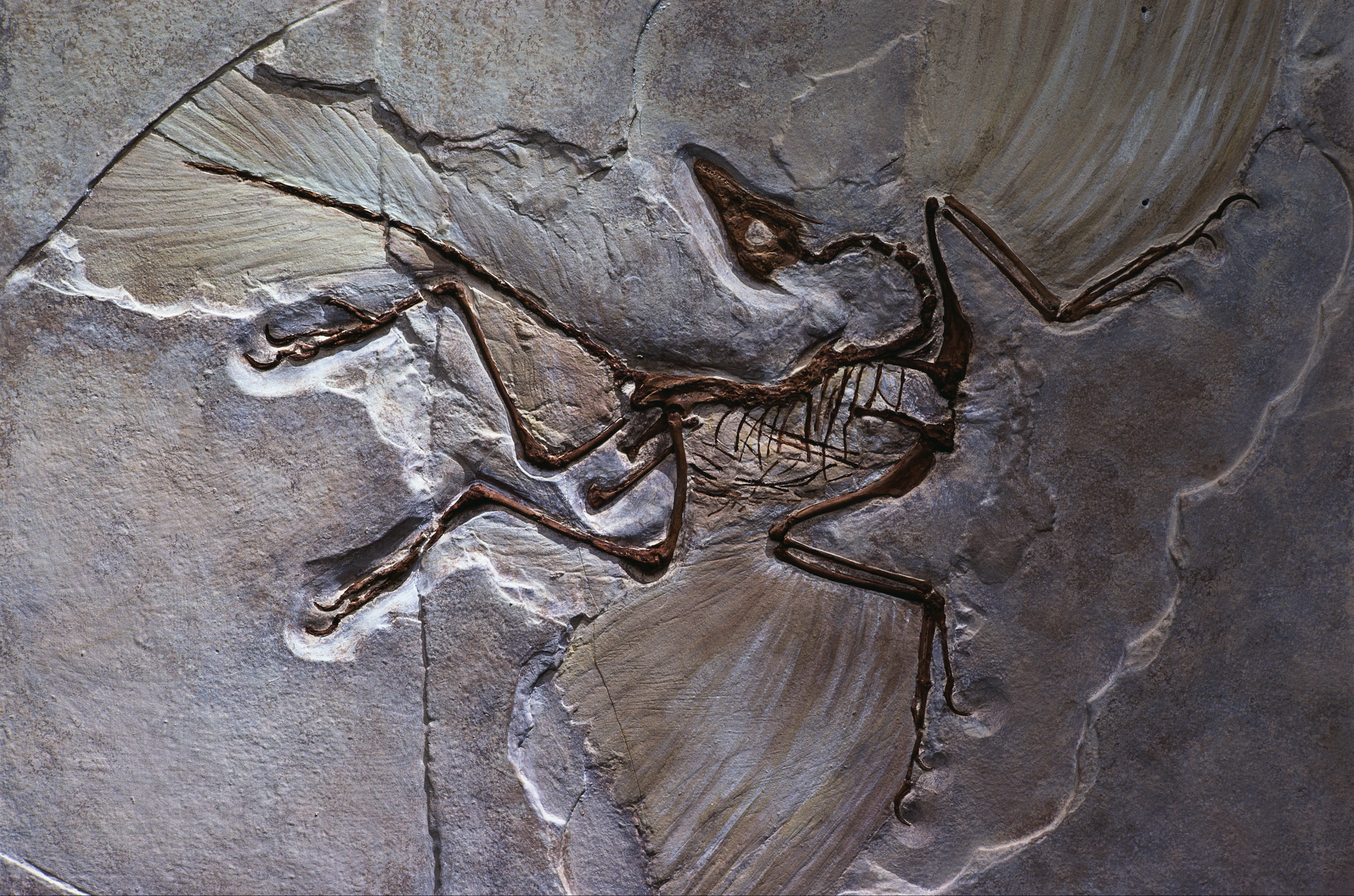 Casting of Archaeopteryx, the oldest known bird. 