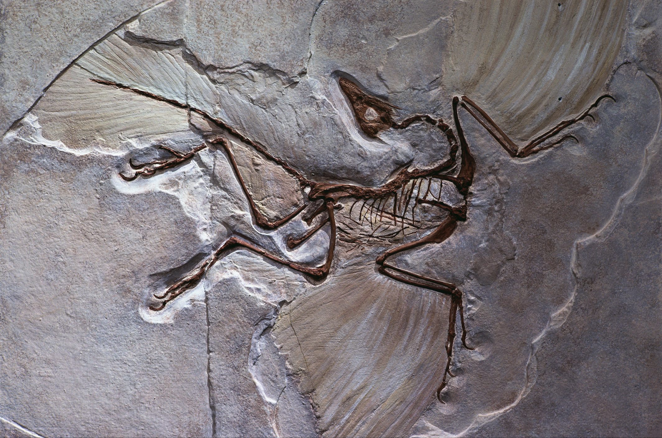 Casting of Archaeopteryx, the oldest known bird.