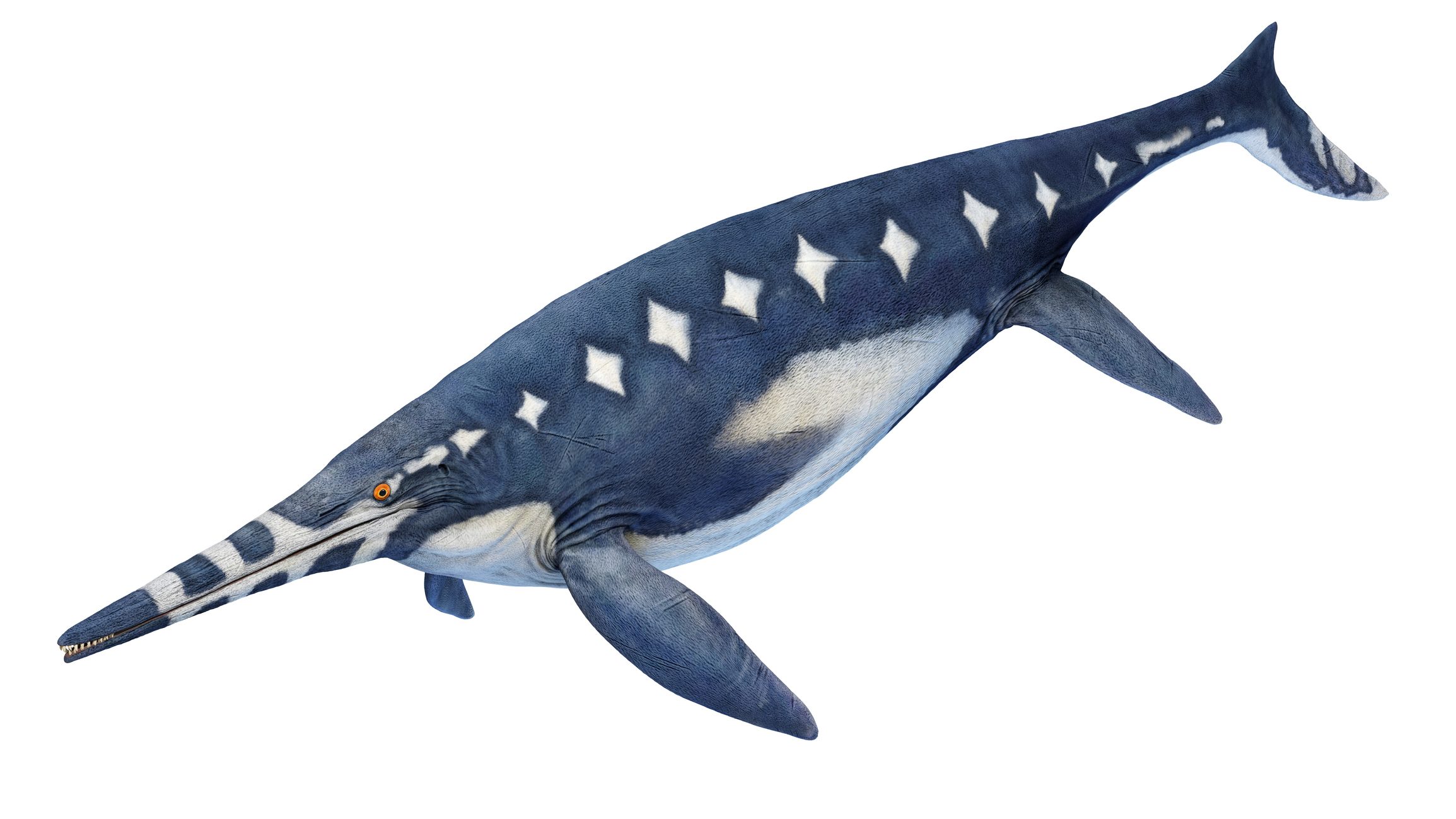 Illustration of a Shonisaurus ichthyosaur