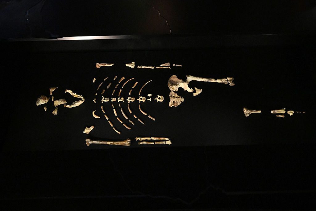 The bone fragments of human ancestor Australopithecus afarensis 'Lucy' are displayed at the Czech National Museum in Prague