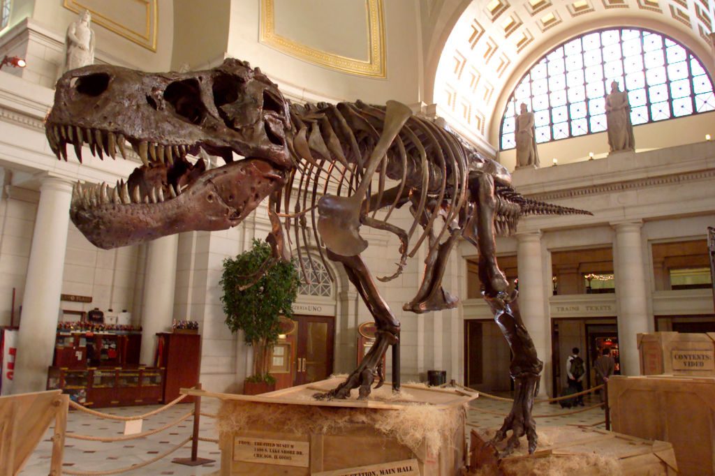 The Tyrannosaurus Rex skeleton known as Sue stands on display at Union Station