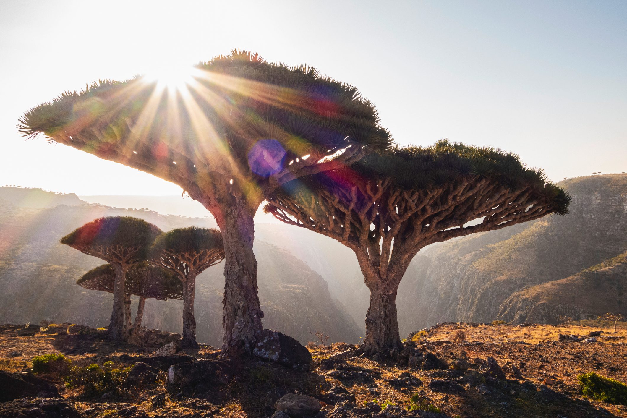  Dragonblood trees (Dracaena cinnabari) on the island of Socotra.