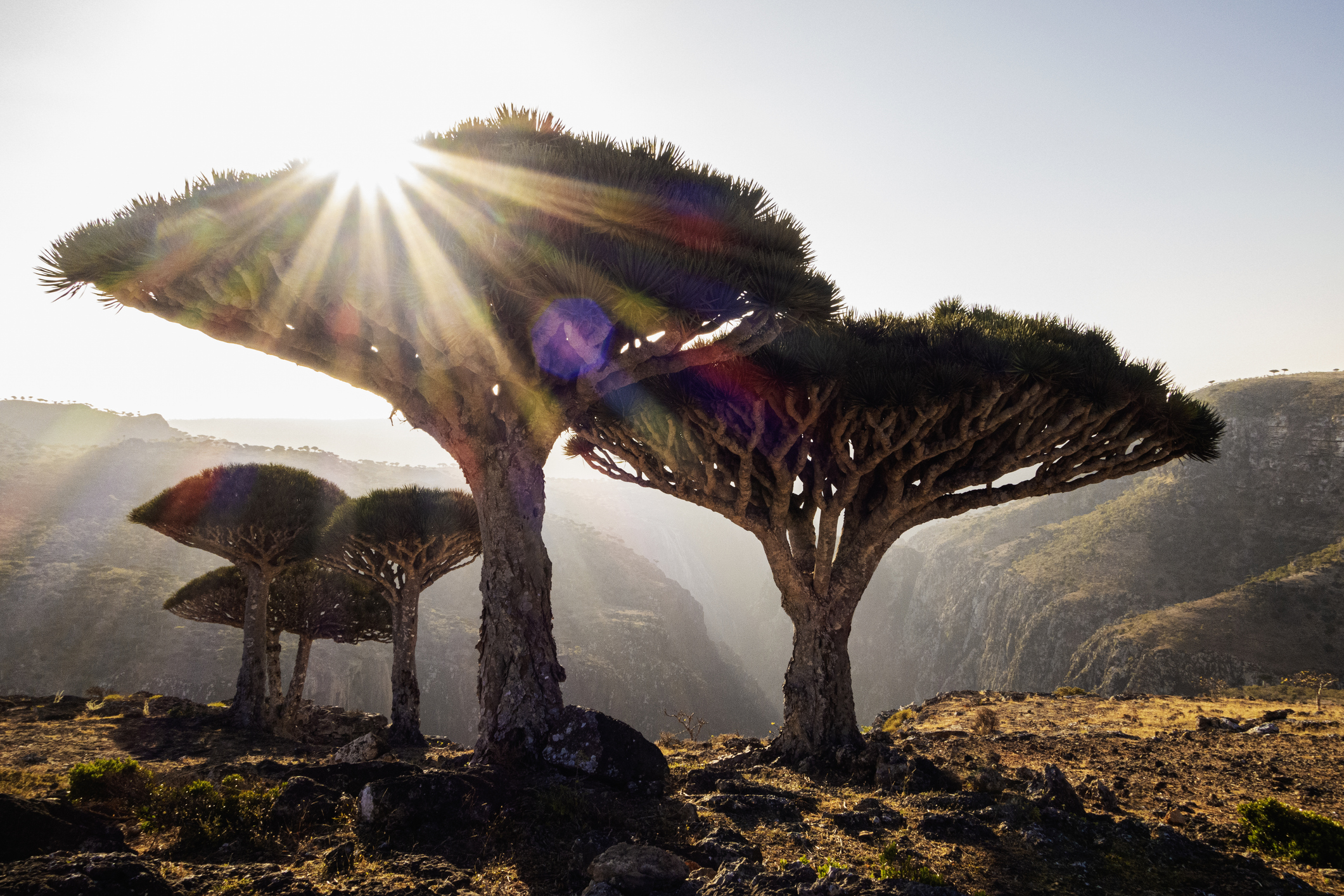 Dragonblood trees (Dracaena cinnabari) on the island of Socotra.