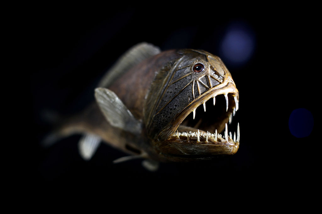 A Fangtooth fish is displayed at the Natural History Museum