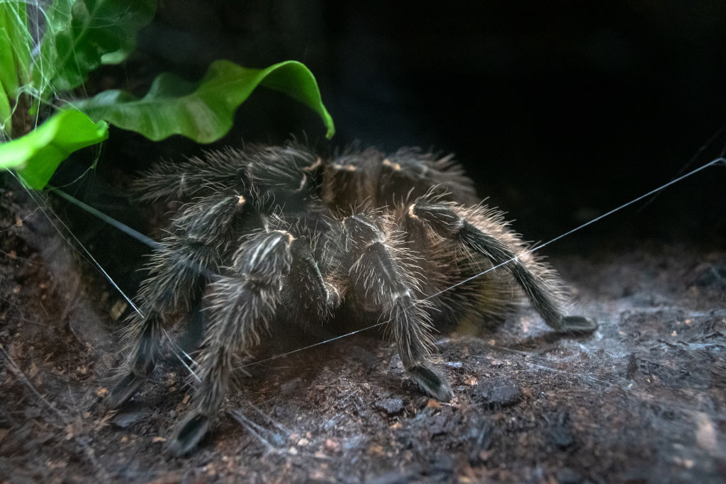 Goliath Birdeater Spider, close up of the animal which is below a small green leaf.
